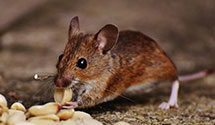24 Hour & Emergency Exterminators in Stevens Point, WI